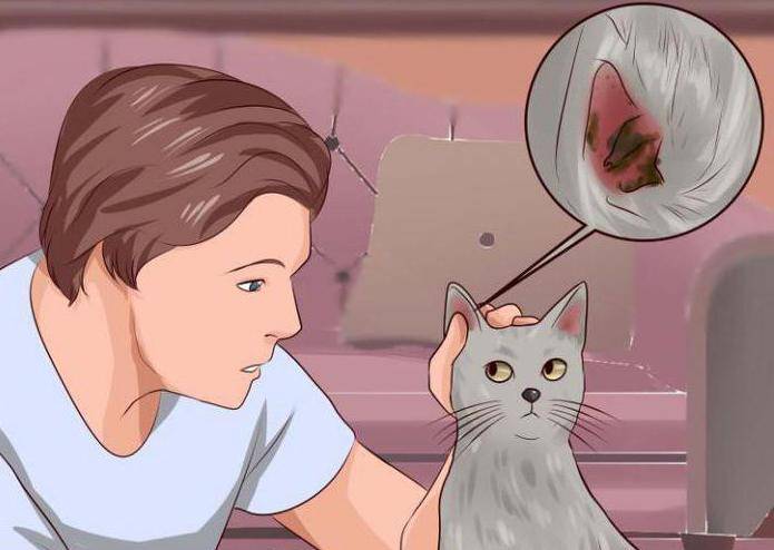 Почему у кота чешутся уши