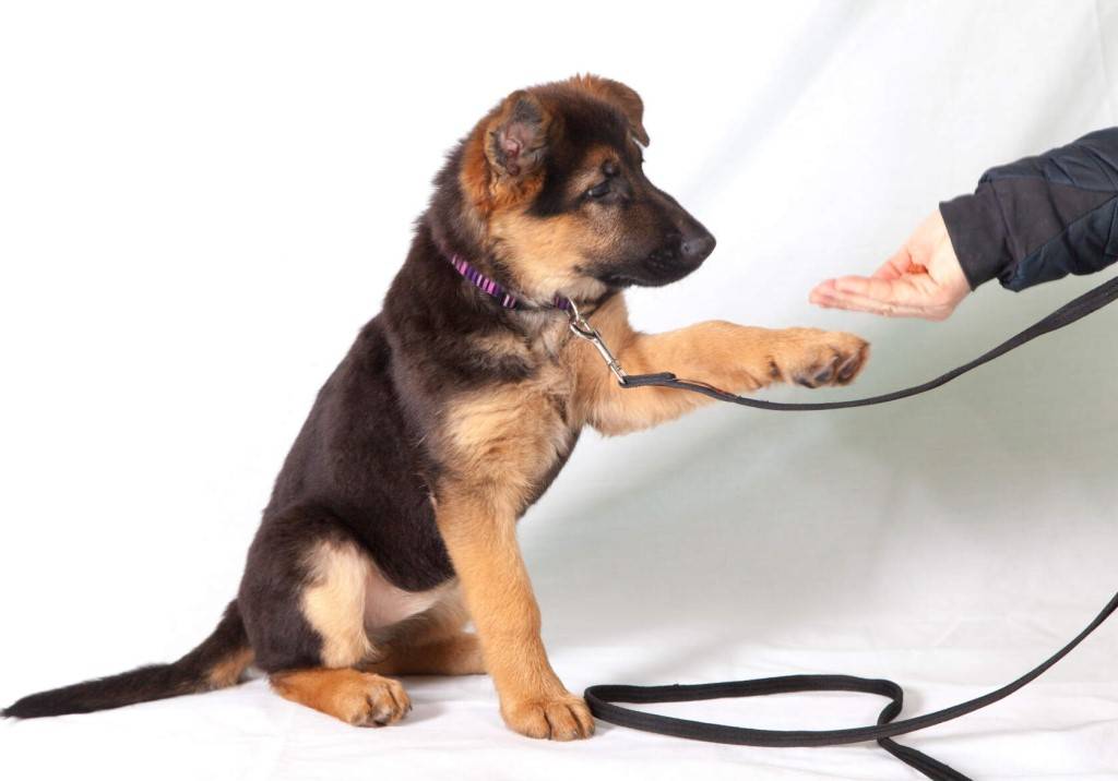 Как научить собаку команде «дай лапу» в домашних условиях?