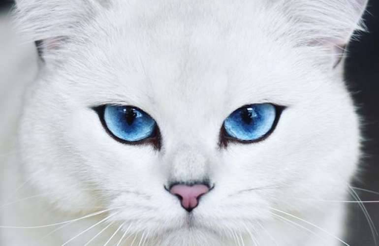 Интересные факты о белых голубоглазых кошках