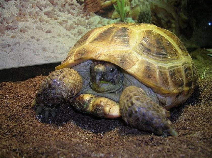 Сколько лет живет сухопутная черепаха