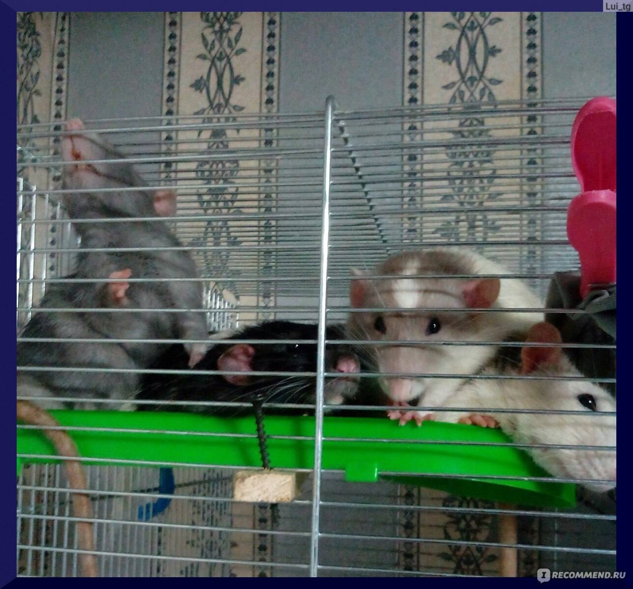 4 вида крысы дамбо: уход и содержание, описание и разведение