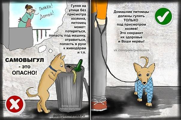 6 ошибок хозяина, которые сокращают жизнь кошки - gafki.ru