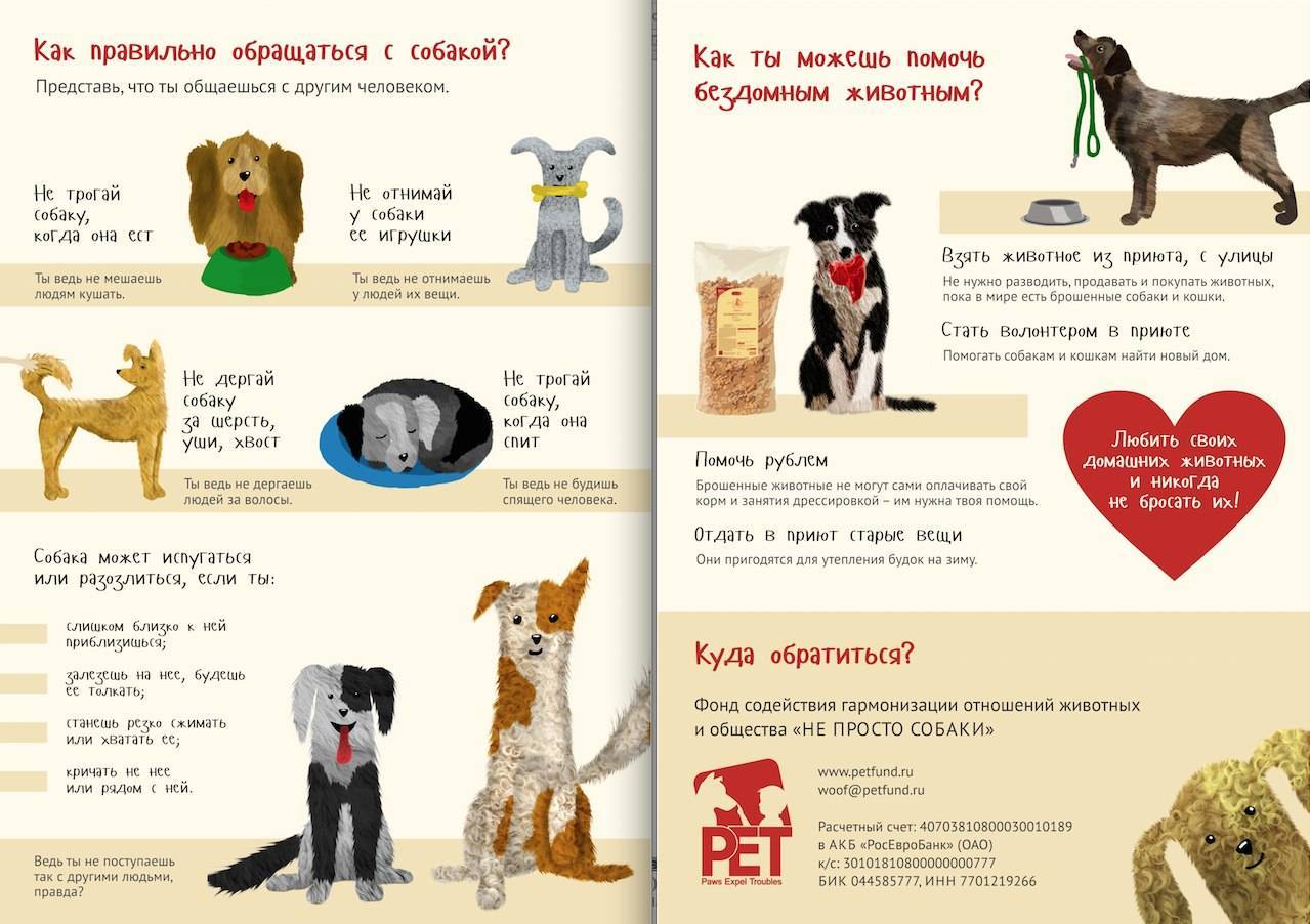 Как вести себя с животными из приюта: пять основных правил - gafki.ru