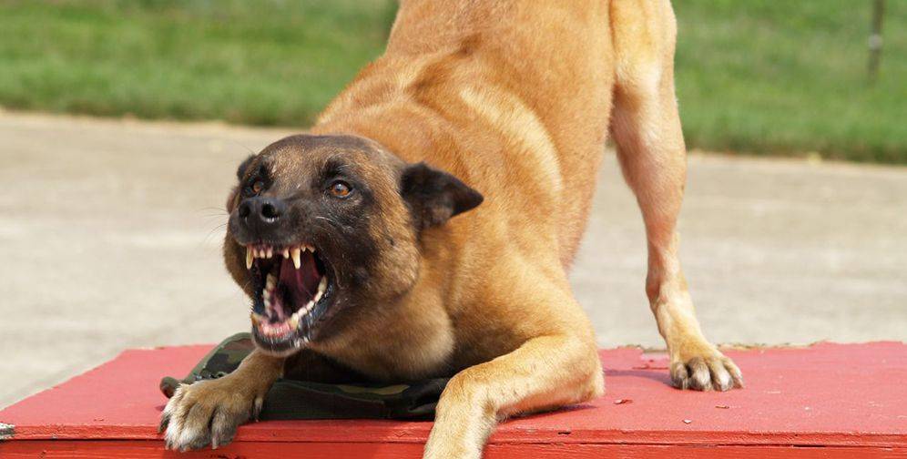 Агрессия у собак к другим животным и людям - что делать
