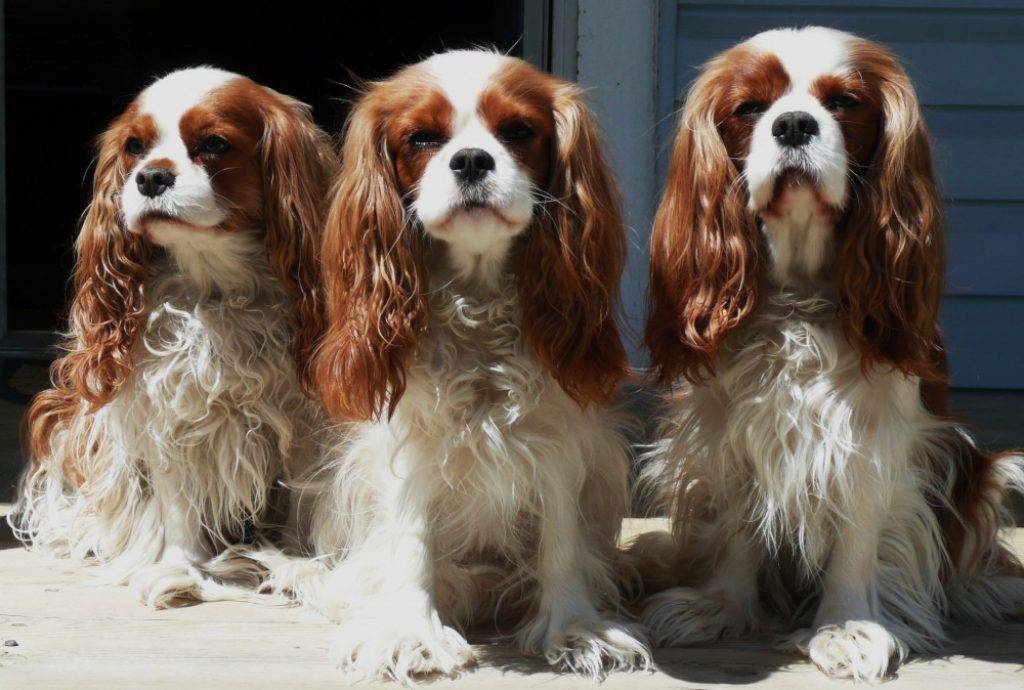 Самые милые собачки в мире: топ-10 с фото и описанием