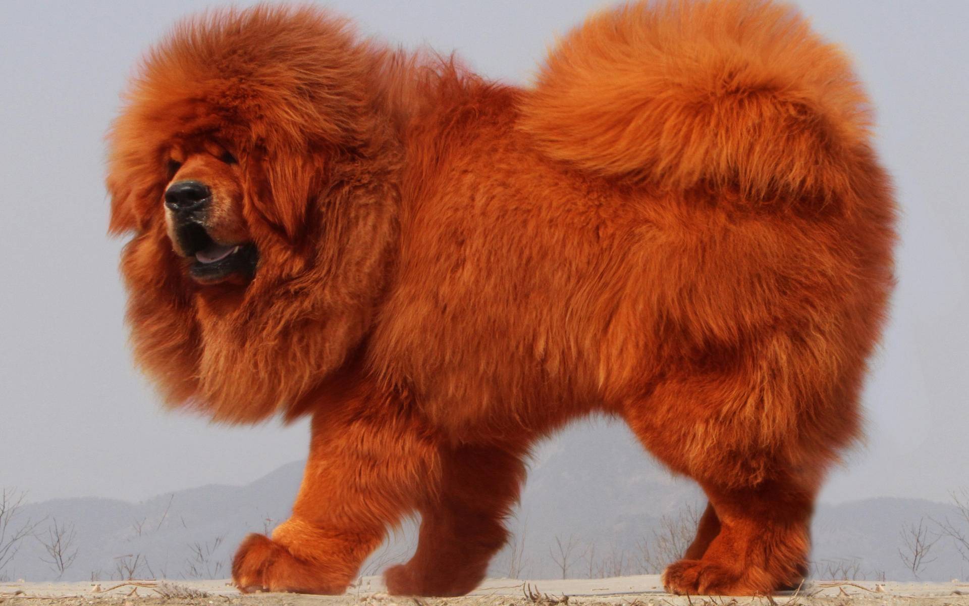 Самая дорогая собака в мире - топ 10 пород по цене в мире