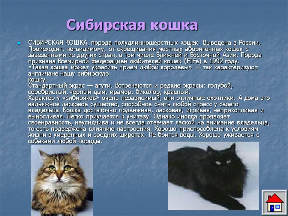 Сибирская кошка - 95 фото кошки легко переносящей стужу