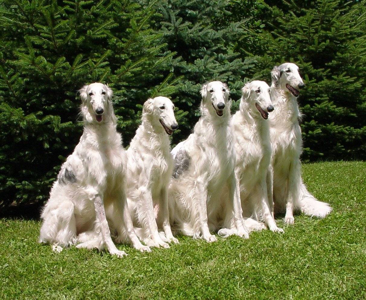 Русские породы собак с фотографиями и названиями, выведенные в россии в разное время