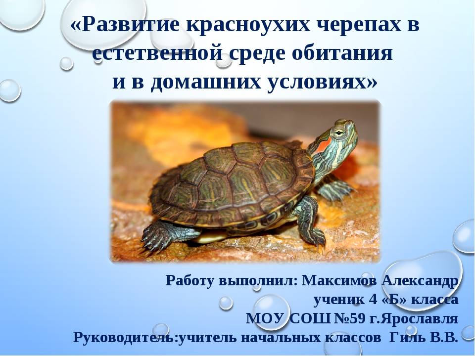 Чем кормить водную черепаху в домашних условиях, список!