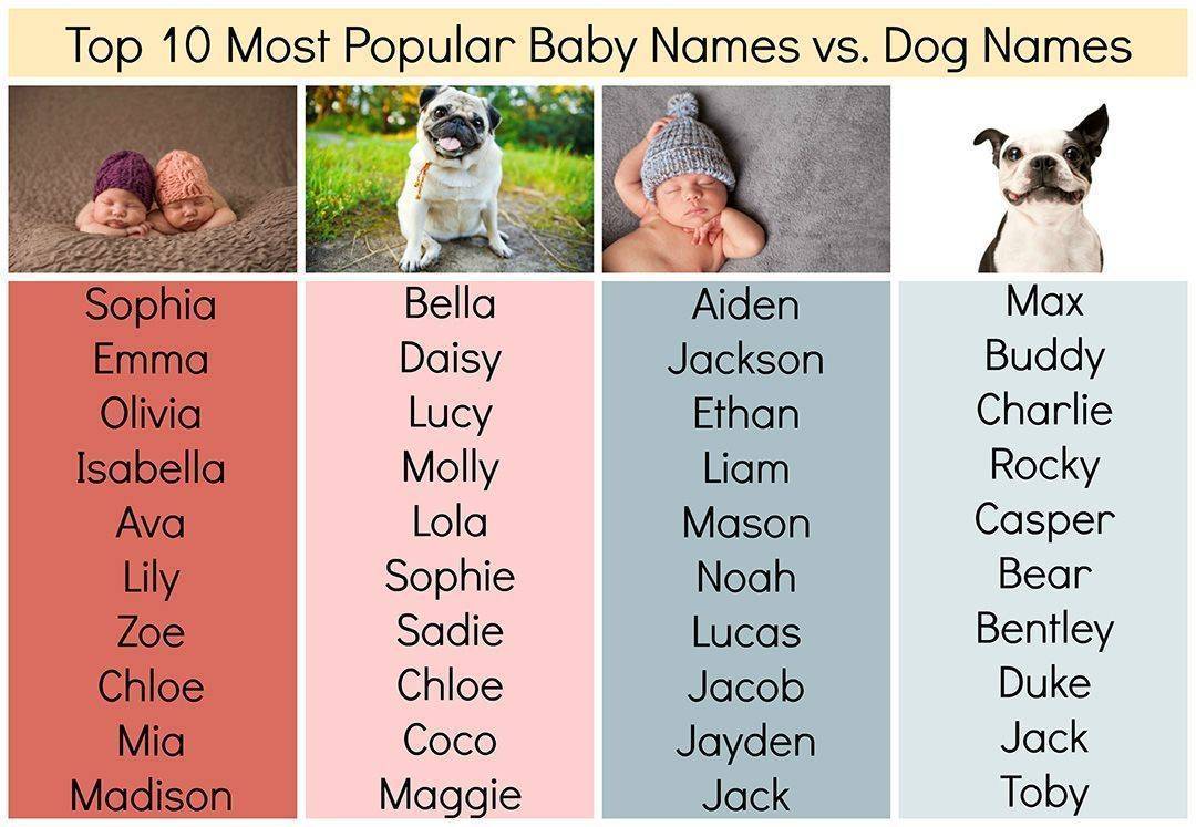 Имена для собак мальчиков: как выбрать щенку красивое и редкое имя