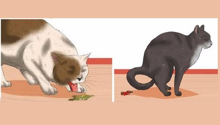 Эффективные способы лечения геморроя котов и котят в домашних условиях