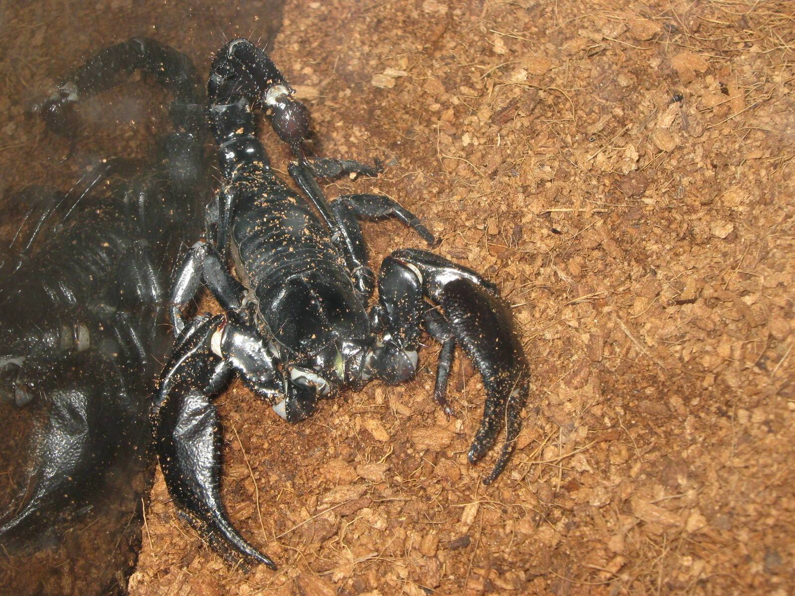 Heterometrus petersi или азиатский черный скорпион, содержание дома, кормление и разведение