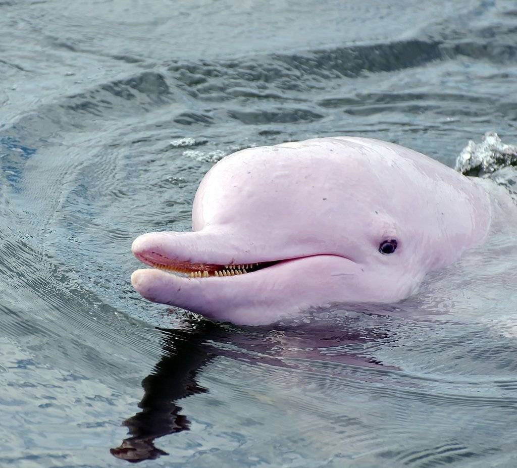 Речной дельфин. образ жизни и среда обитания речного дельфина
