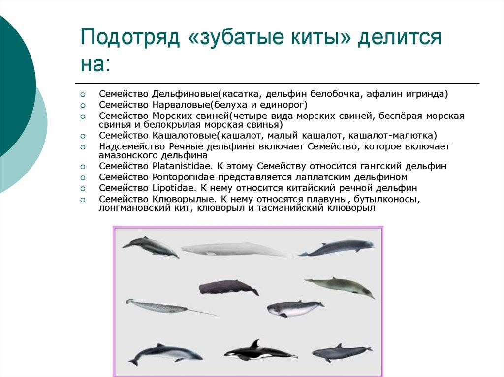 Кто такие касатки — это дельфины или киты: чем питаются и как выглядят, где обитают, их фото