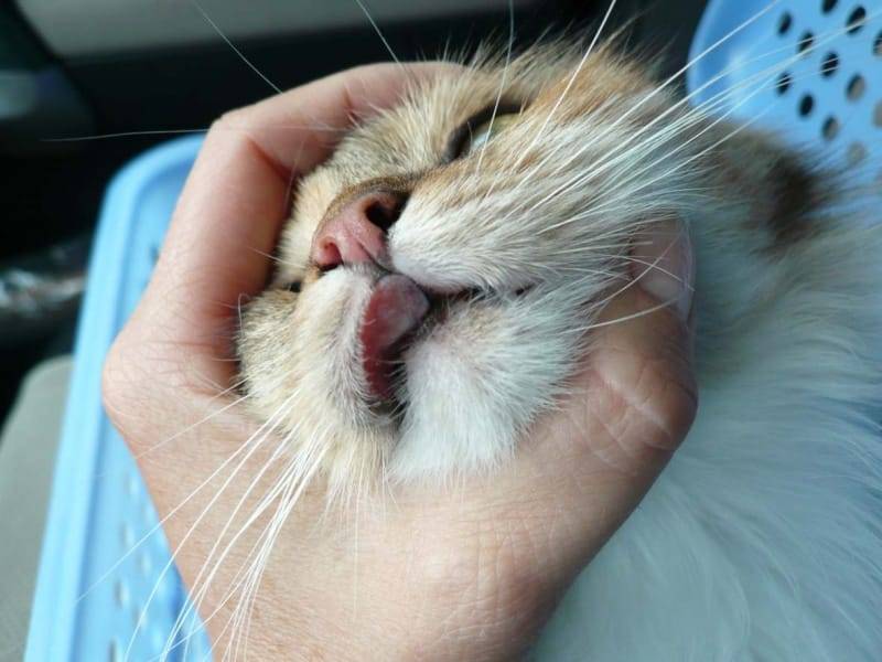 Зозинофильная гранулема у кошек: причины, симптомы и лечение, прогноз