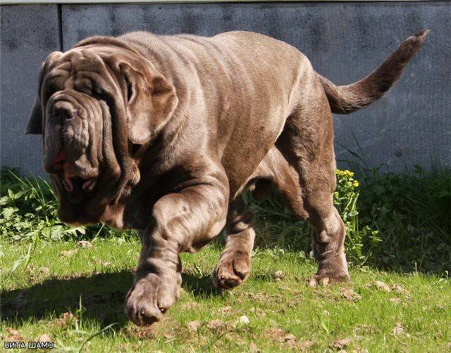 Майорский мастиф, или собака ка-де-бо: фото с описанием, характеристика породы, отзывы владельцев