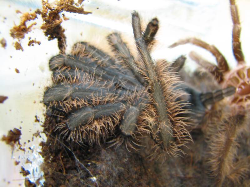 Brachypelma albopilosum: содержание паука брахипельма альбопилосум