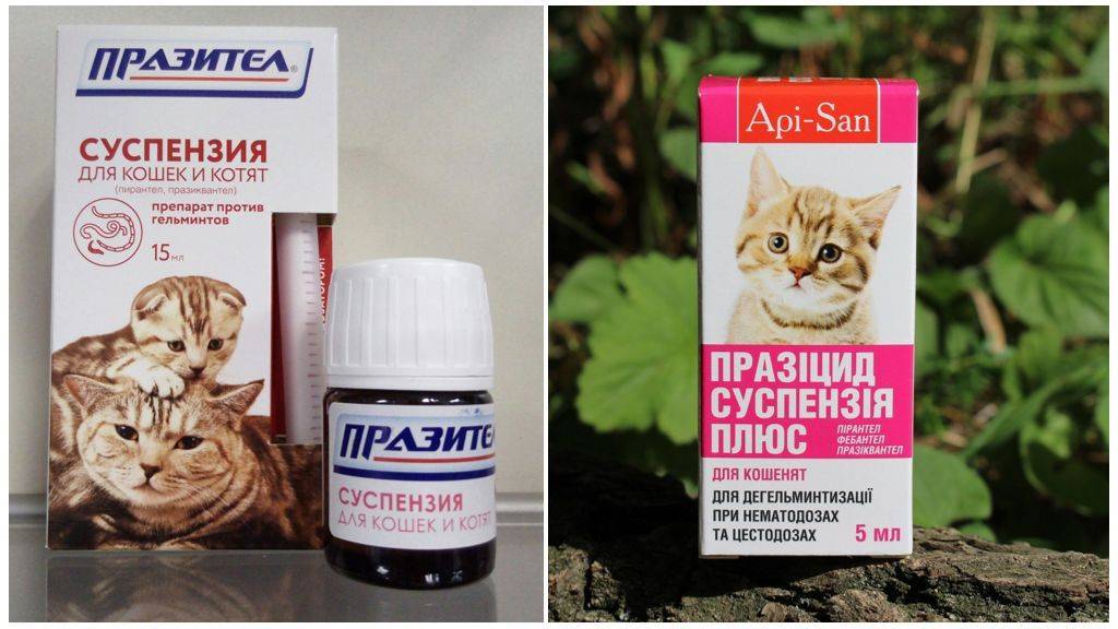 Как вывести глистов у кошки в домашних условиях: эффективные лекарства, чтобы проглистогонить питомца