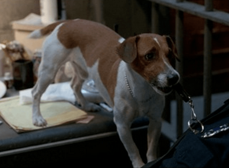 Порода собаки из фильма «маска» и ее характеристики