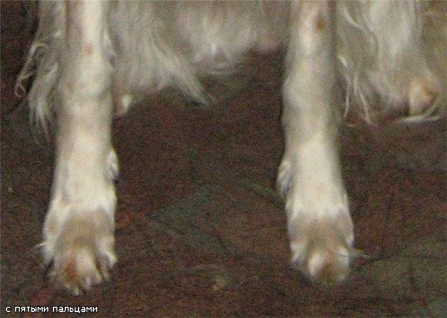 Пальцы у собак на передних лапах