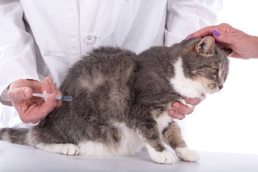 Мастит у кошки: лечение, симптомы, причины и профилактика