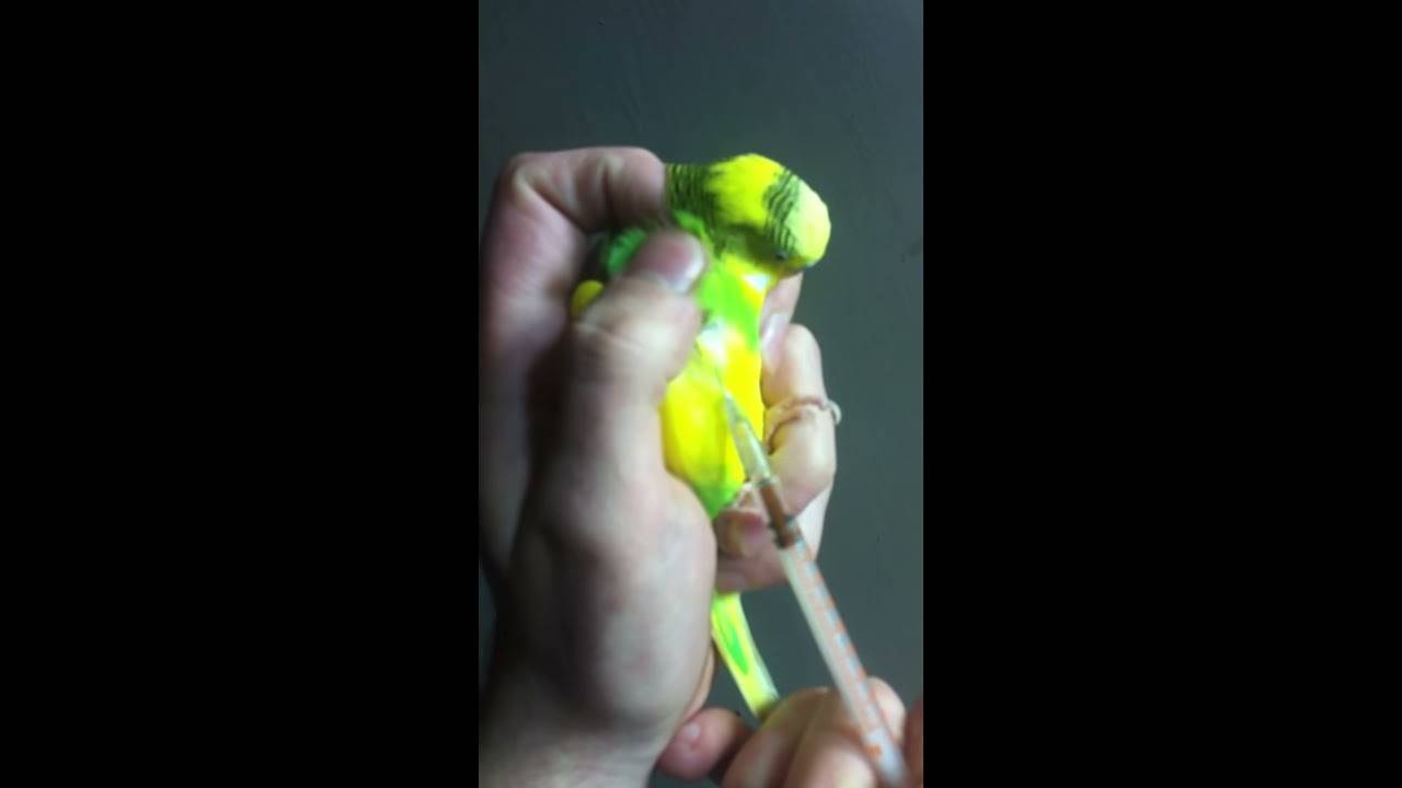 Как сделать укол попугаю?