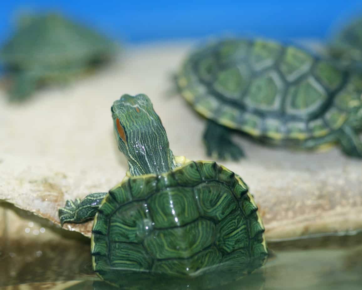 Черепахи водные домашние маленькие и содержание их в домашних условиях