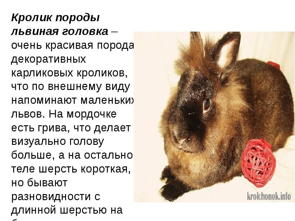 Содержание декоративных кроликов
