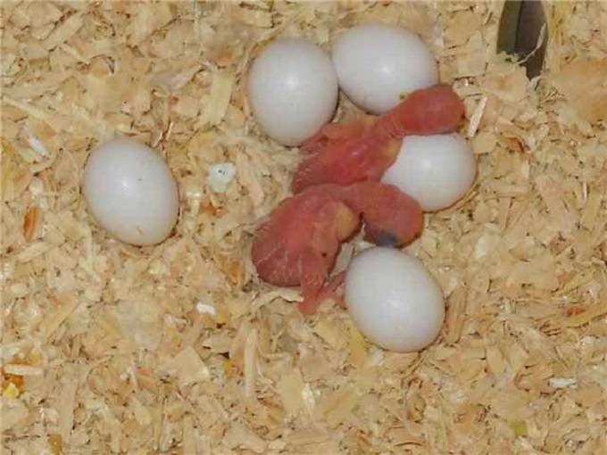 Сколько и как высиживают яйца волнистые попугаи?