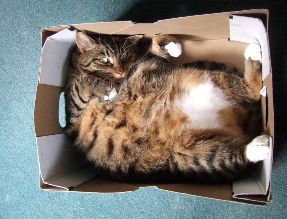 Почему кошки так любят коробки и пакеты | hill's