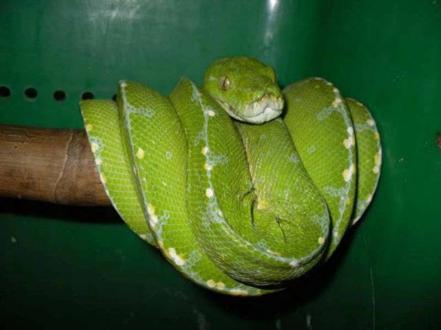 Зелёная мамба (западная) змея: фото и описание, где обитает, чем опасен укус, видео