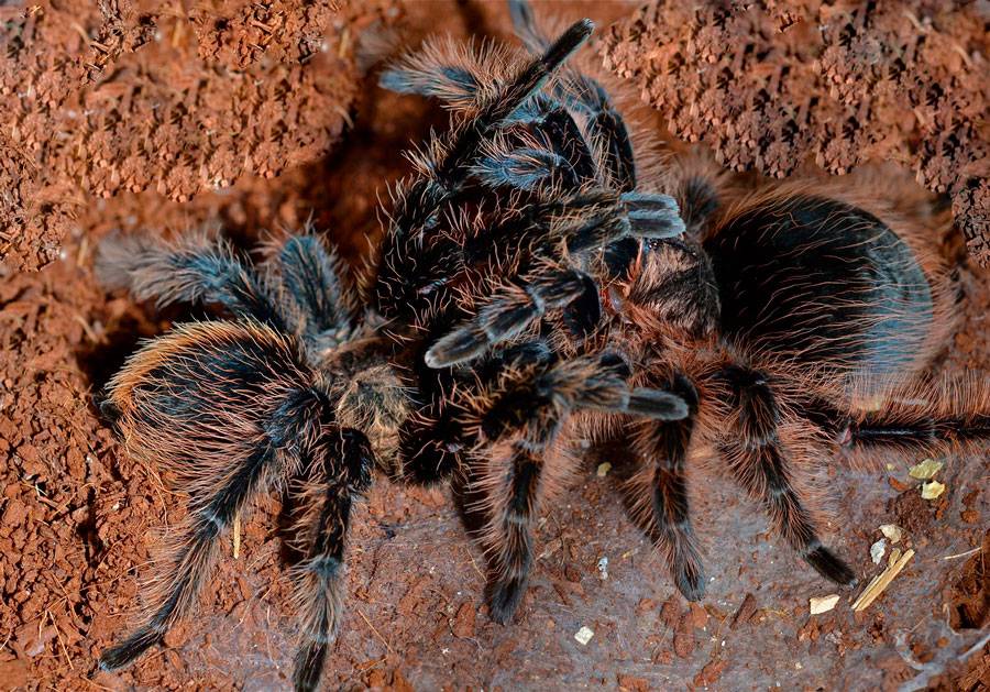 Паук тарантул: описание, места обитания, чем кормить, содержание