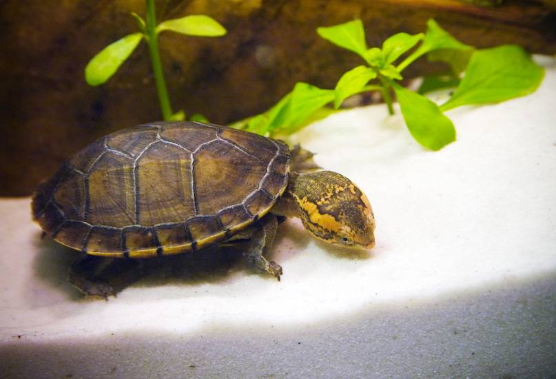 Водяные черепахи: описание и фото. содержание, уход, кормление
