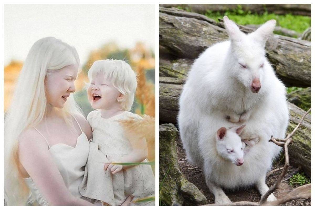 Животные-альбиносы: фото и описания редких видов