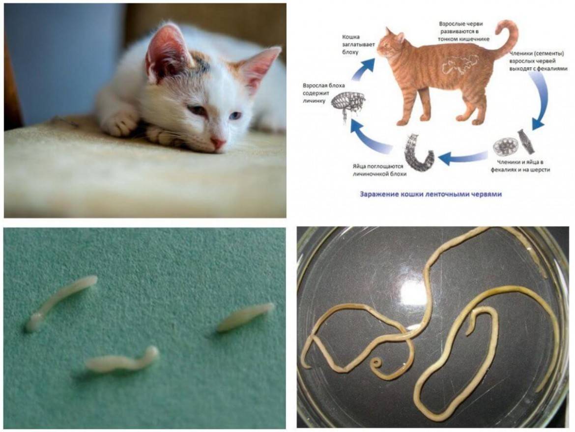 Глисты у кота: симптомы, лечение, профилактика | блог ветклиники "беланта"