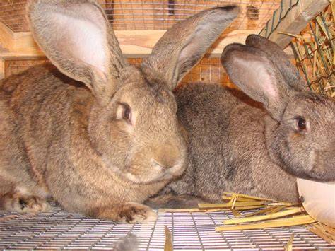Кролики породы бельгийский великан (фландры) — фото, как разводить и содержать