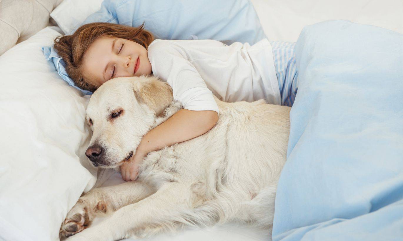 Как отучить собаку спать на вашей кровати: 15 шагов