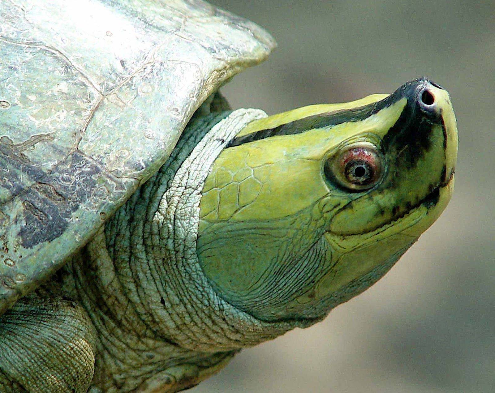 Черепахи в россии: какие разновидности живут и водятся в нашей природе