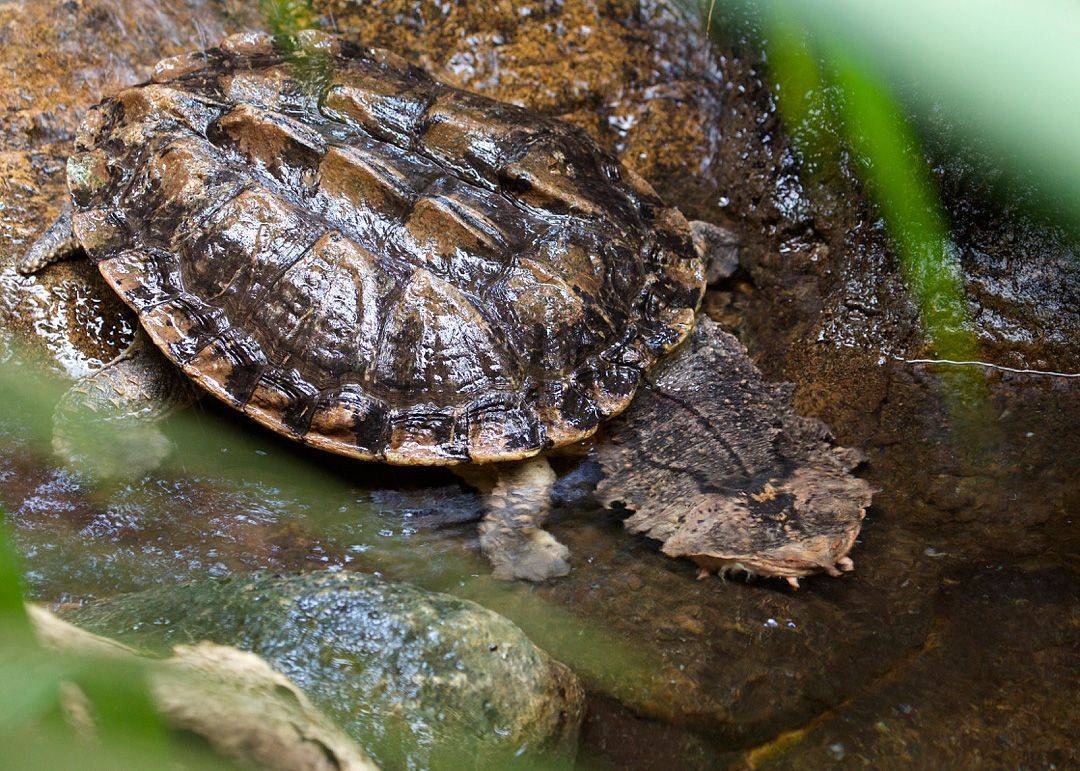 Матамата черепаха. образ жизни и среда обитания черепахи матамата