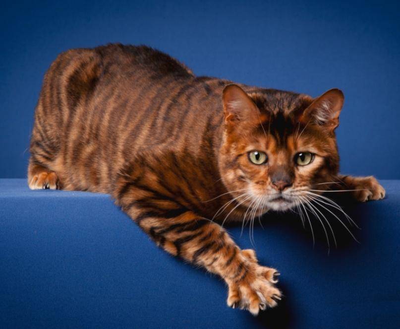 Тойгер кошка: фото и описание породы, характер животного, особенности содержания