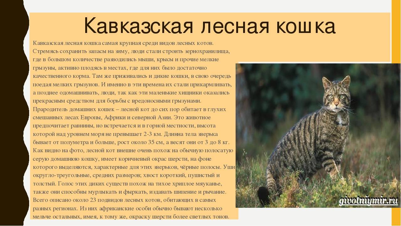 Европейский дикий лесной кот: особенности характера и породы