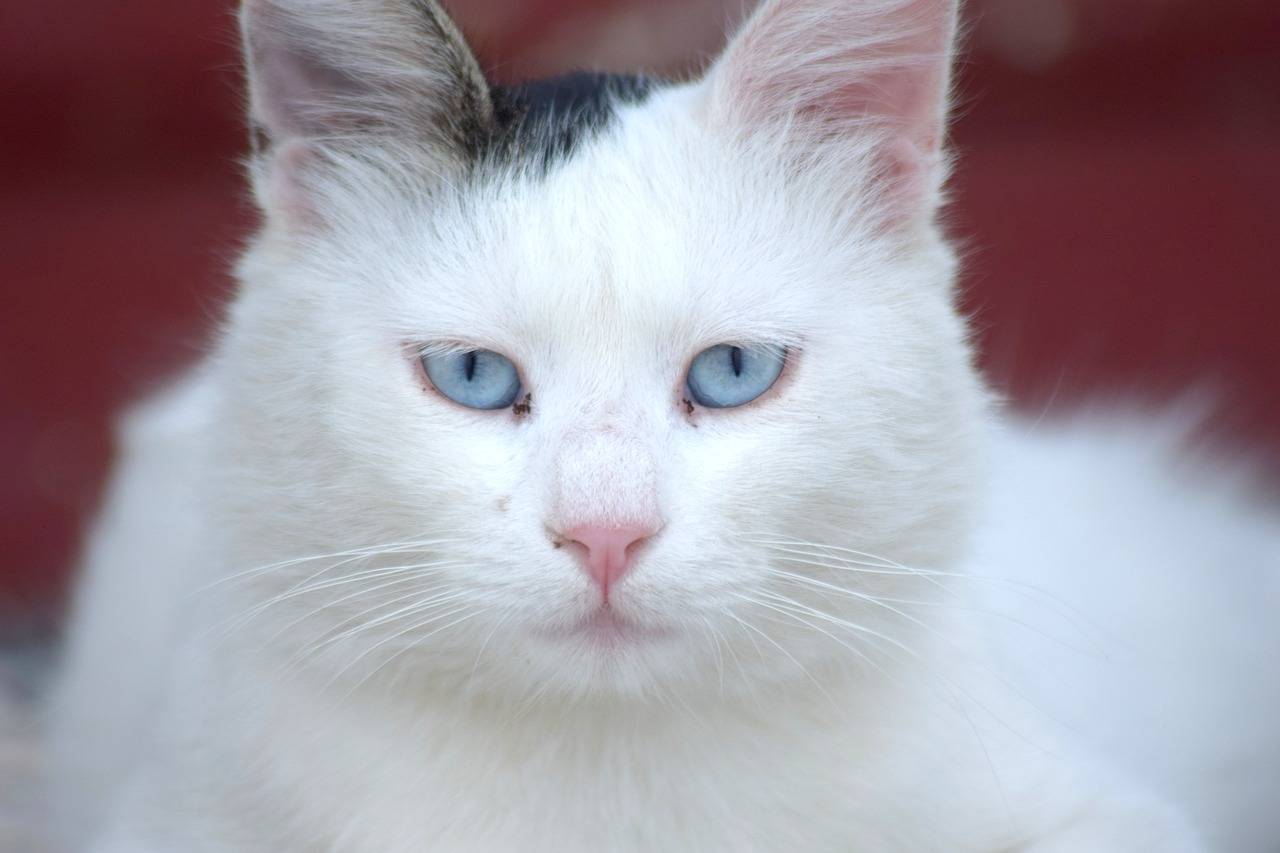 Глухота у кошек, белые кошки глухие или нет, что делать