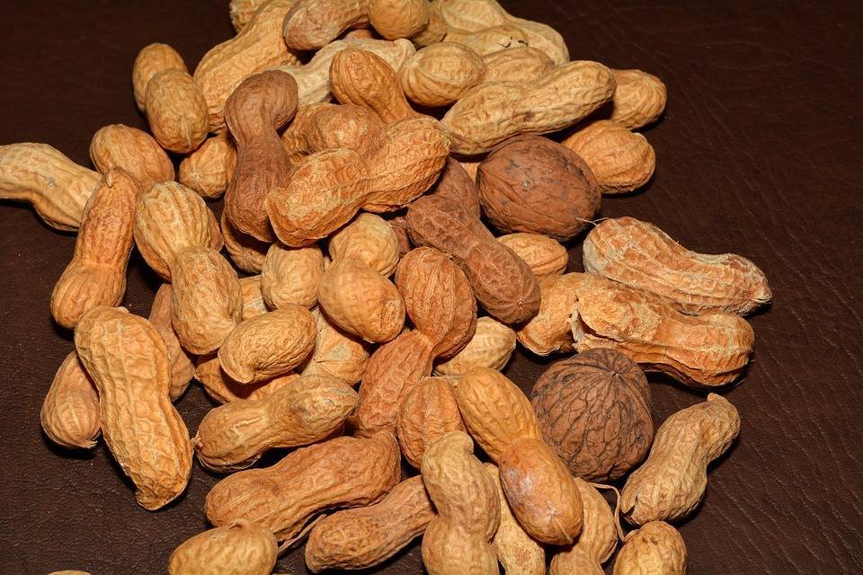 Какие орехи можно давать хомяку? - ростки жизни