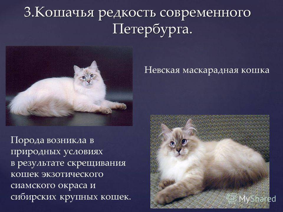 Невская маскарадная кошка – описание породы, фото, уход и содержание