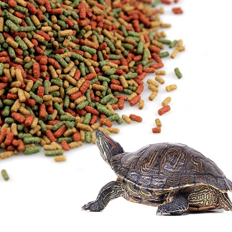 Что едят черепахи в домашних условиях: правильный рацион