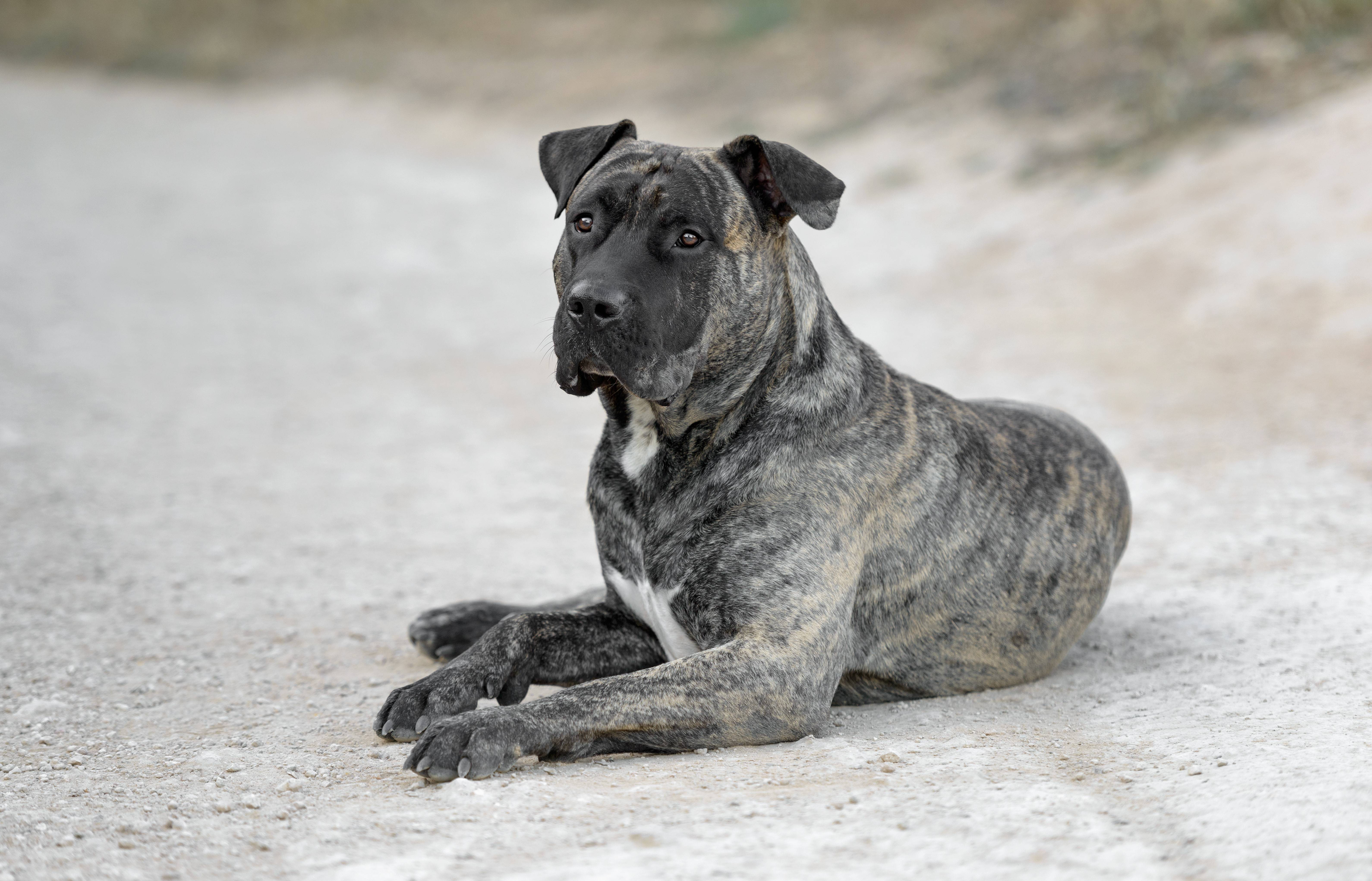 Канарский дог - описание породы и характер собаки