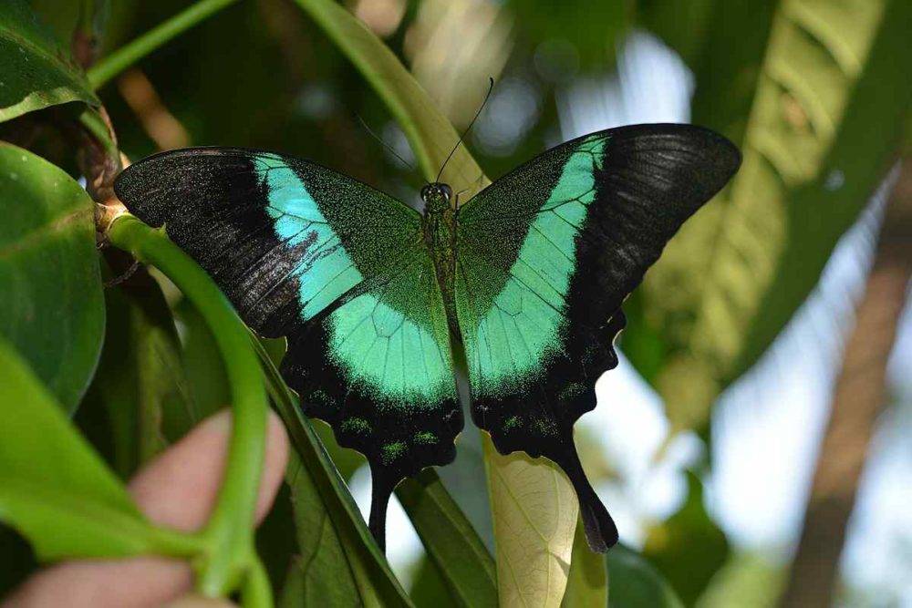 Бабочки тропических лесов южной америки