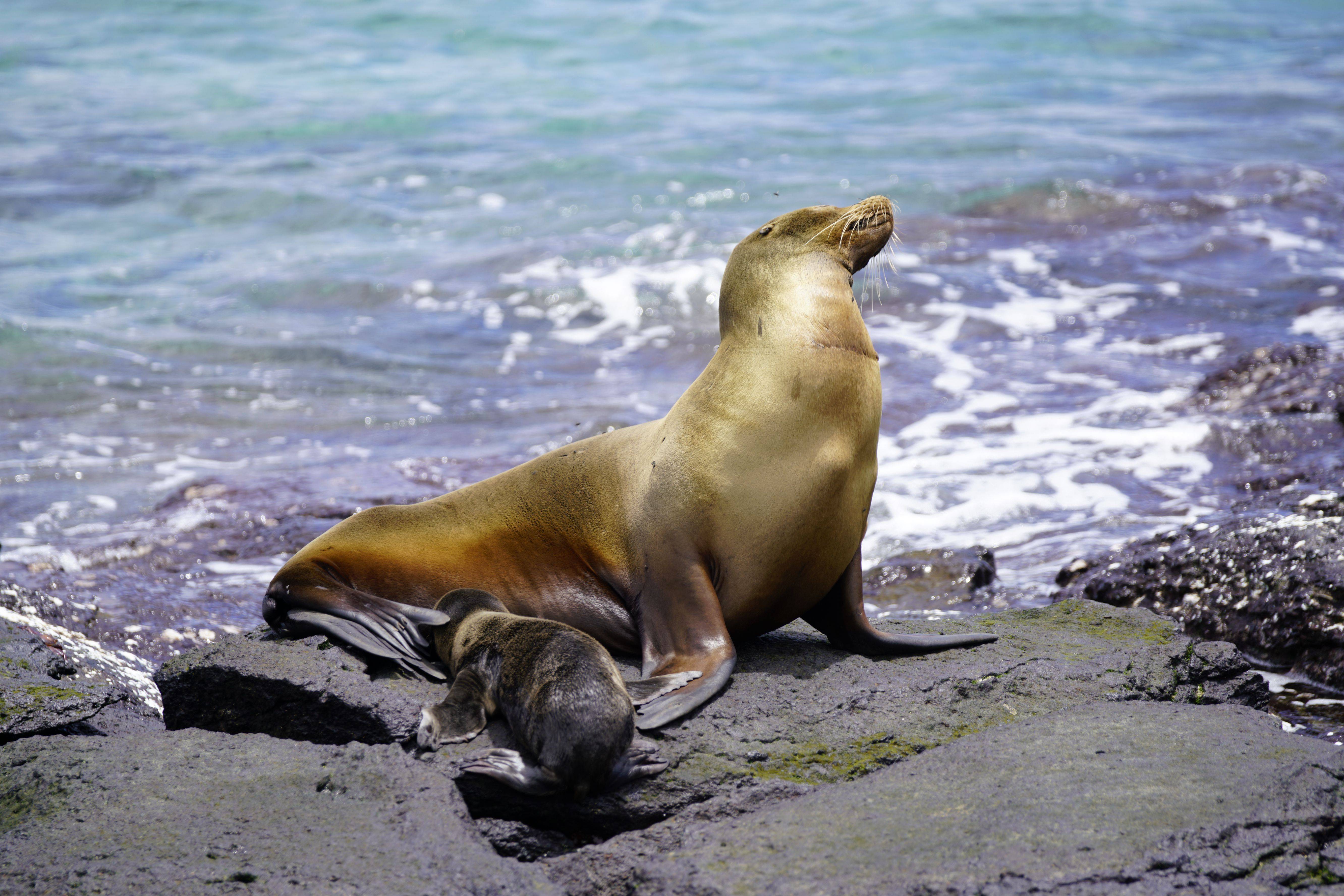 Морской лев - сивуч (eumetopias jubatus), крупный тюлень с хорошо выраженным половым диморфизмом. в 1996 г. сивуч оказался в списке краснокнижных видов