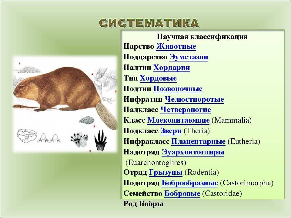 Семейство кошачьих: разновидности животных