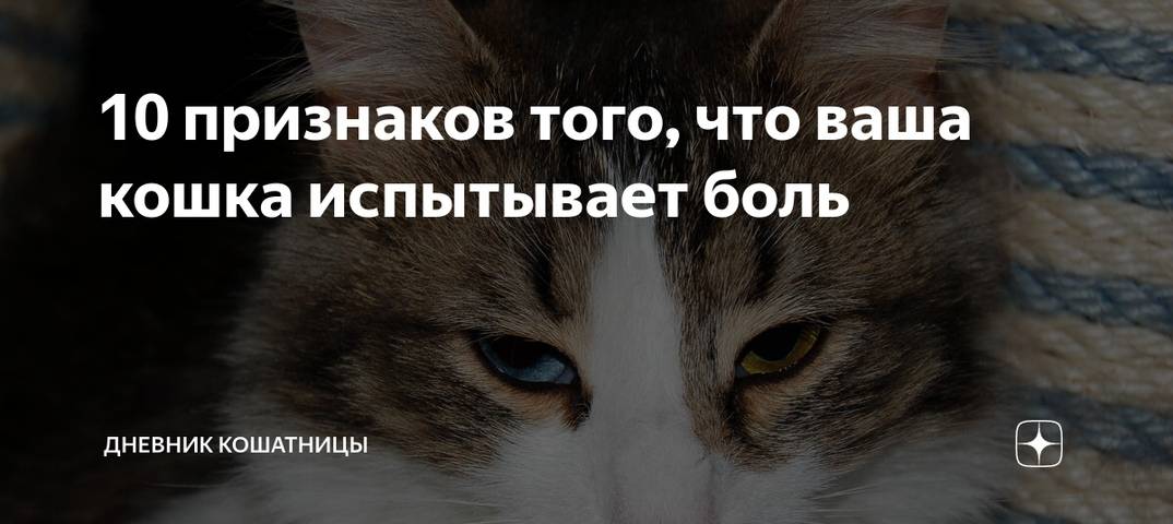 5 признаков того, что вы раздражаете свою кошку - gafki.ru